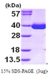 Human MDH1 protein, His tag (active). GTX67090-pro