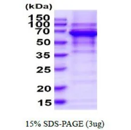 Human PPIL4 protein, His tag (active). GTX67134-pro