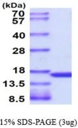 Human TNF alpha protein (active). GTX67164-pro