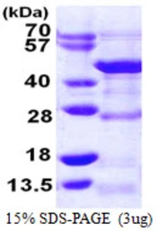 Human DRG1 protein, His tag. GTX67585-pro