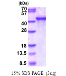 Human SH3GL3 protein, His tag. GTX67817-pro