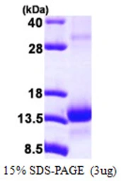 Human TCEB1 protein, His tag. GTX67875-pro