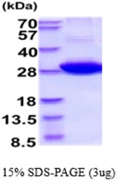 Human 14-3-3 eta protein. GTX67946-pro