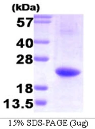 Human IL32 protein, His tag. GTX68037-pro
