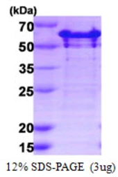 Human G3BP2 protein, His tag. GTX68093-pro