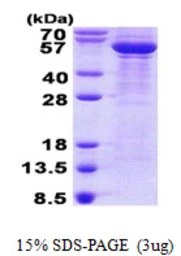Human beta Tubulin 3/ Tuj1 protein, His tag. GTX68147-pro