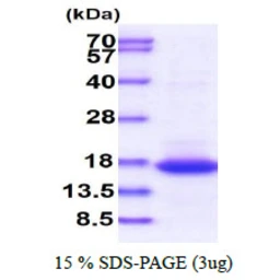 Human GADD45G protein. GTX68200-pro