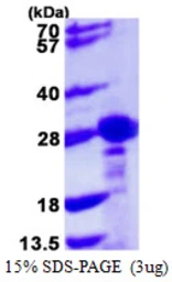 Human CBX1 / HP1 beta protein, His tag. GTX68205-pro