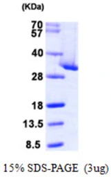 Human CLIC4 protein, His tag. GTX68363-pro