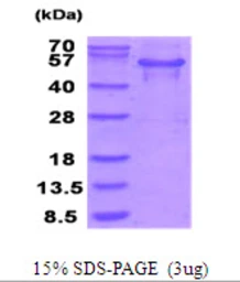 Human MTHFSD protein, His tag. GTX68700-pro