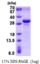 Human MAD3 protein, His tag. GTX68779-pro