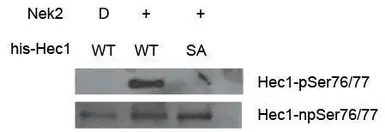 Anti-Hec1 (non-phospho Ser 76/77) antibody used in Western Blot (WB). GTX70014