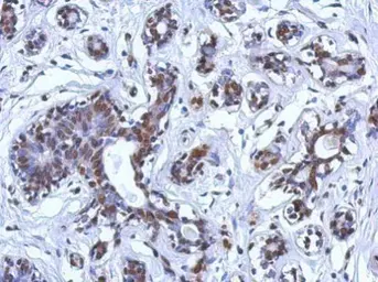 Anti-BRCA1 antibody [8F7] used in IHC (Paraffin sections) (IHC-P). GTX70113
