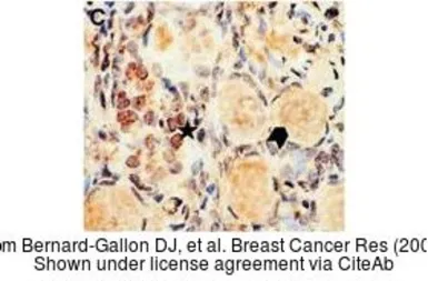 Anti-BRCA1 antibody [8F7] used in IHC (Paraffin sections) (IHC-P). GTX70113