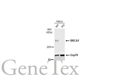 Anti-BRCA1 antibody [6B4] - ChIP grade used in Western Blot (WB). GTX70115