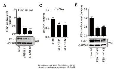 Anti-FEN1 antibody [4E7] used in Western Blot (WB). GTX70185