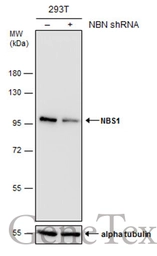 Anti-NBS1 antibody [1C3] used in Western Blot (WB). GTX70222