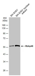 Anti-RbAp48 antibody [11G10] used in Western Blot (WB). GTX70232