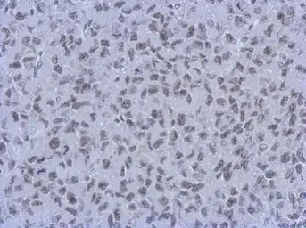 Anti-RbAp48 + RbAp46 antibody [15G12] used in IHC (Paraffin sections) (IHC-P). GTX70236