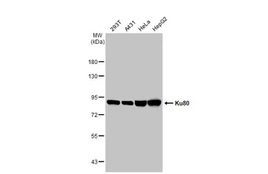 Anti-Ku80 antibody [9403] used in Western Blot (WB). GTX70274