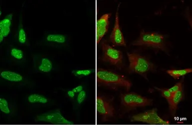 Anti-Ku80 antibody [9403] used in Immunocytochemistry/ Immunofluorescence (ICC/IF). GTX70274