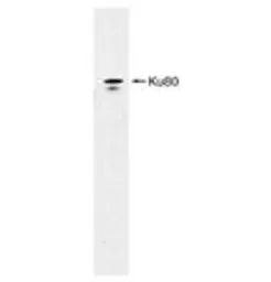 Anti-Ku80 antibody [9403] used in Western Blot (WB). GTX70274