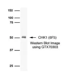 Anti-Chk1 antibody [6F5] used in Western Blot (WB). GTX70303