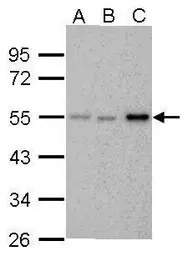 Anti-Chk1 antibody [6F5] used in Western Blot (WB). GTX70303