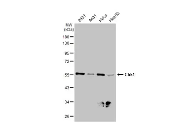 Anti-Chk1 antibody [6F5] used in Western Blot (WB). GTX70303