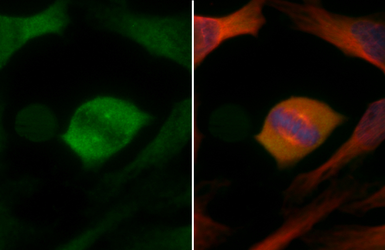 Anti-Chk1 antibody [6F5] used in Immunocytochemistry/ Immunofluorescence (ICC/IF). GTX70303