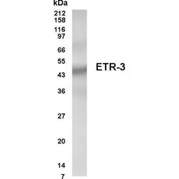 Anti-CUGBP2 antibody used in Western Blot (WB). GTX70345