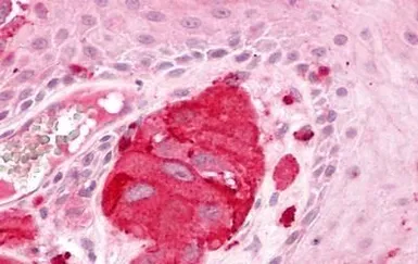 Anti-EDG2 antibody used in IHC (Paraffin sections) (IHC-P). GTX70799