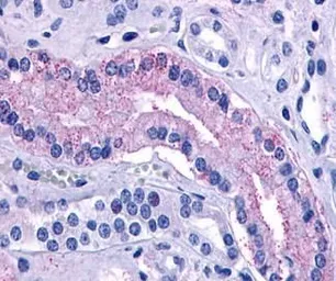 Anti-AVPR2 antibody used in IHC (Paraffin sections) (IHC-P). GTX70835