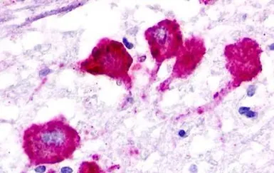 Anti-EBI2 antibody used in IHC (Paraffin sections) (IHC-P). GTX70863