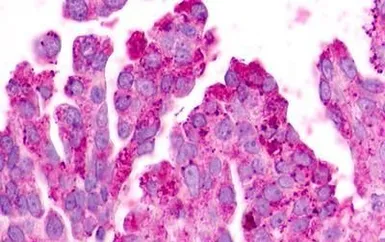Anti-EBI2 antibody used in IHC (Paraffin sections) (IHC-P). GTX70863