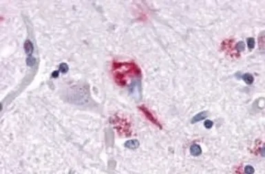 Anti-DUSP26 antibody used in IHC (Paraffin sections) (IHC-P). GTX70939