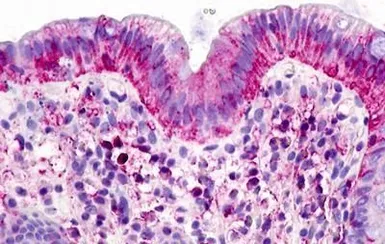 Anti-GPCR150 antibody used in IHC (Paraffin sections) (IHC-P). GTX71087
