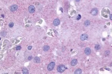 Anti-PTGFR antibody used in IHC (Paraffin sections) (IHC-P). GTX71099