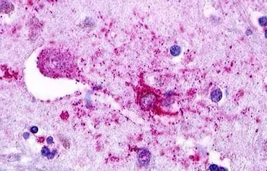 Anti-LGR5 antibody used in IHC (Paraffin sections) (IHC-P). GTX71143