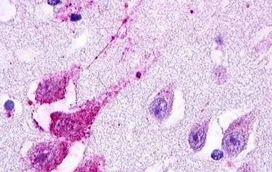 Anti-LGR5 antibody used in IHC (Paraffin sections) (IHC-P). GTX71143
