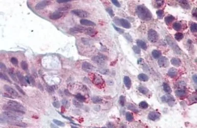 Anti-LGR5 antibody used in IHC (Paraffin sections) (IHC-P). GTX71143