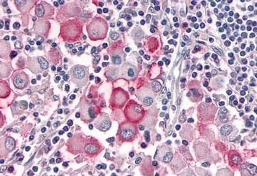 Anti-OR10R2 antibody used in IHC (Paraffin sections) (IHC-P). GTX71527