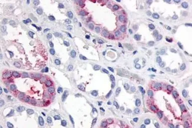 Anti-GPR89A antibody used in IHC (Paraffin sections) (IHC-P). GTX71777