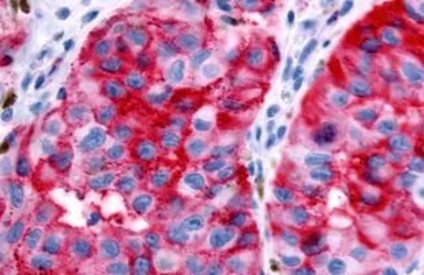 Anti-GPR89A antibody used in IHC (Paraffin sections) (IHC-P). GTX71777