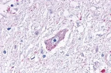 Anti-TGR7 / MRGD antibody used in IHC (Paraffin sections) (IHC-P). GTX71835