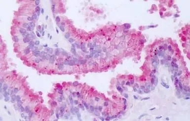 Anti-NR1D1 antibody used in IHC (Paraffin sections) (IHC-P). GTX71891