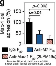 Anti-CD11b antibody [2LPM19c] used in Neutralizing/Blocking/Inhibition (Neutralizing /Inhibition). GTX72023