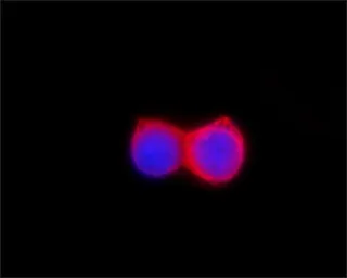 Anti-DDDDK tag antibody used in Immunocytochemistry/ Immunofluorescence (ICC/IF). GTX73143