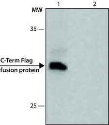 Anti-DDDDK tag antibody used in Western Blot (WB). GTX73143