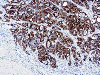 Anti-Cytokeratin 19 antibody [A53-B/A2.26] used in IHC (Paraffin sections) (IHC-P). GTX73588